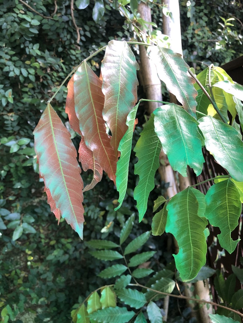 Synima heterophylla photo 4
