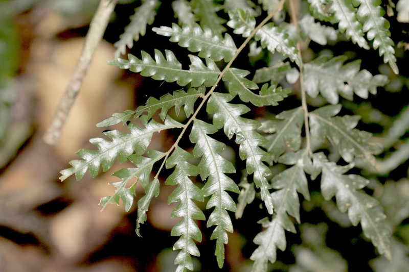 Synima serrata