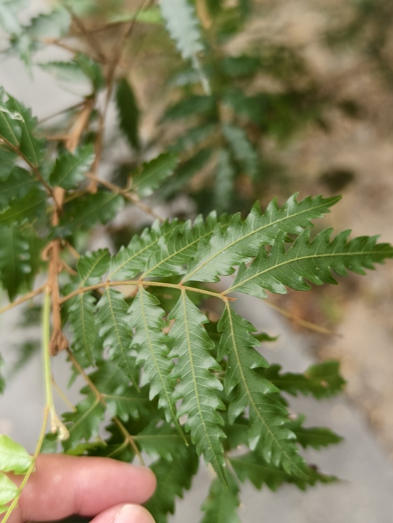 Synima serrata photo 2