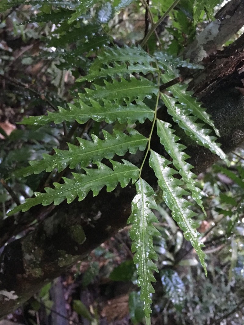 Synima serrata photo 3