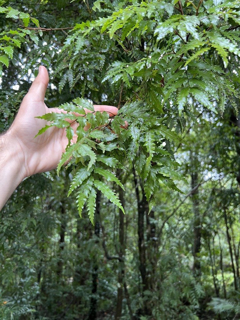 Synima serrata photo 4