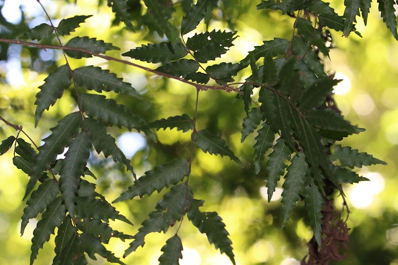 Synima serrata photo 5