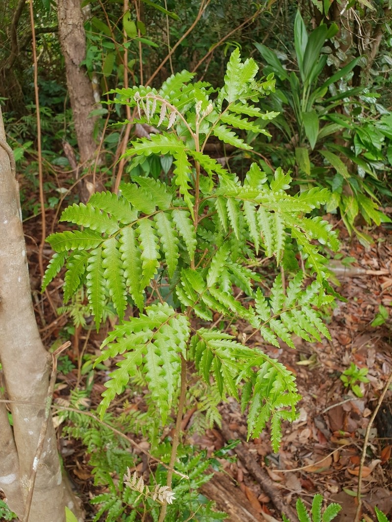 Synima serrata photo 6