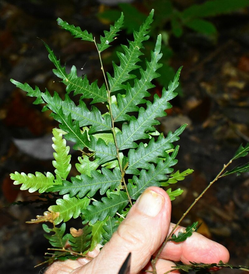 Synima serrata photo 7