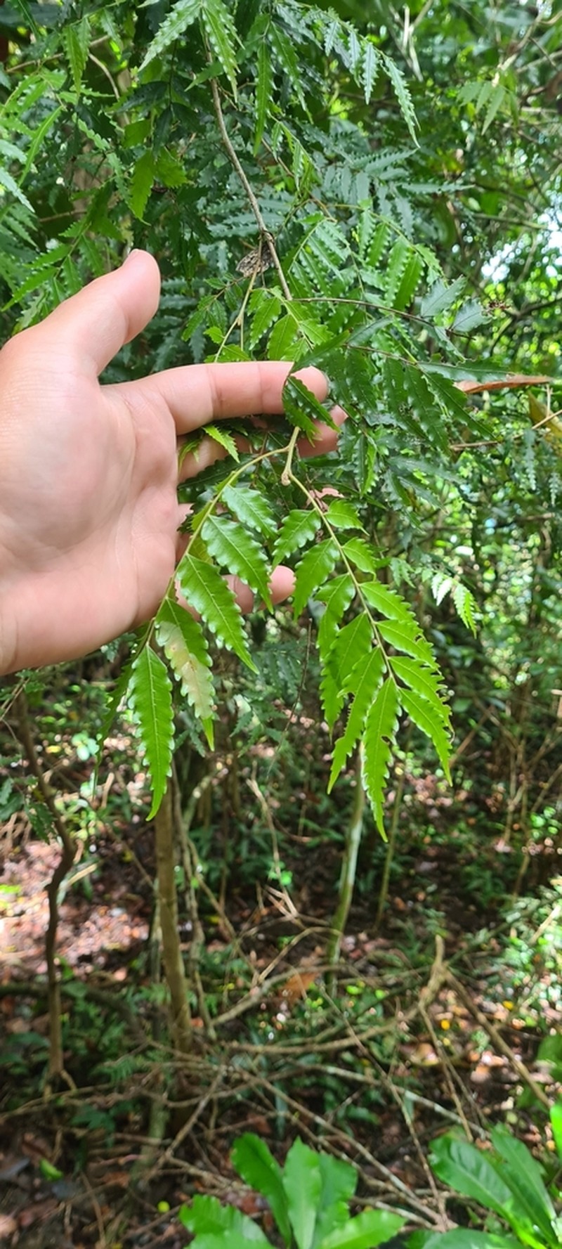 Synima serrata photo 8