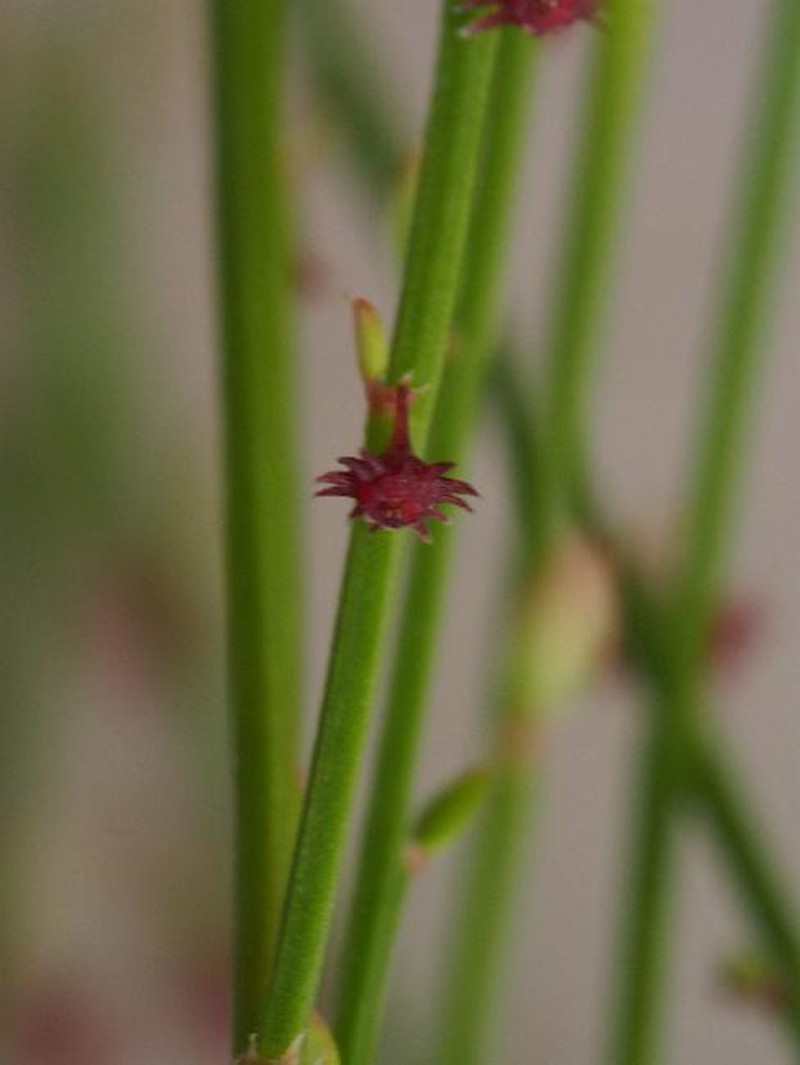 Synostemon anemoniflorus