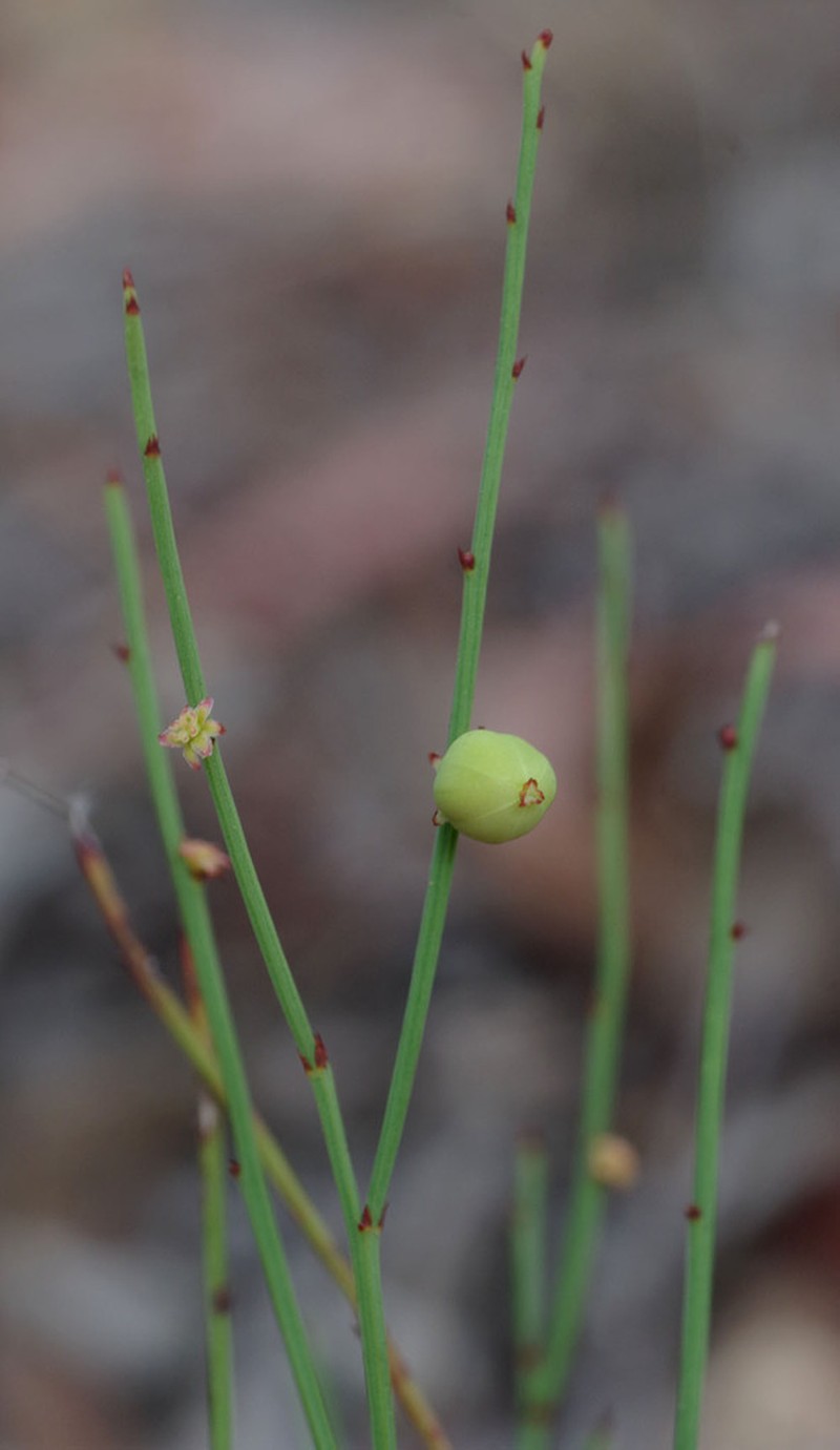 Synostemon aphyllus