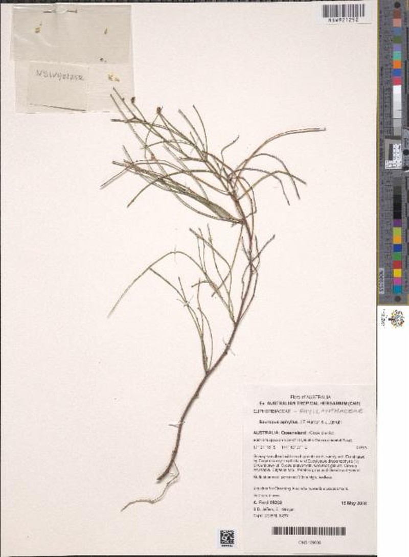 Synostemon aphyllus photo 2