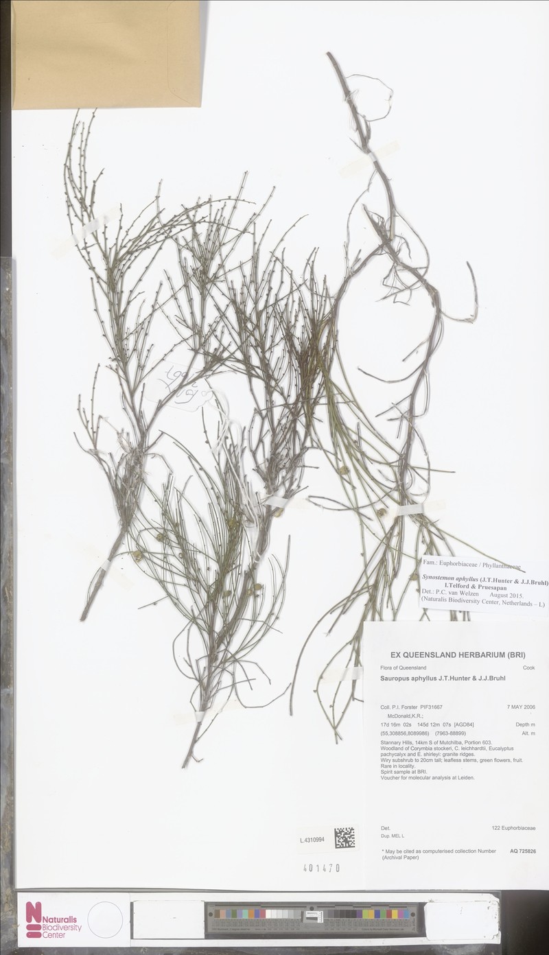 Synostemon aphyllus photo 3