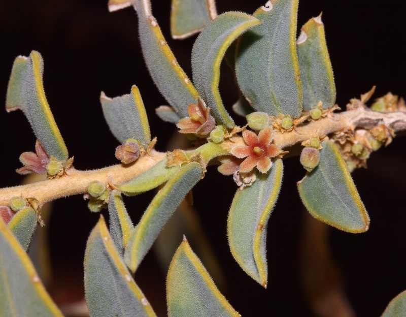 Synostemon arenosus photo 2