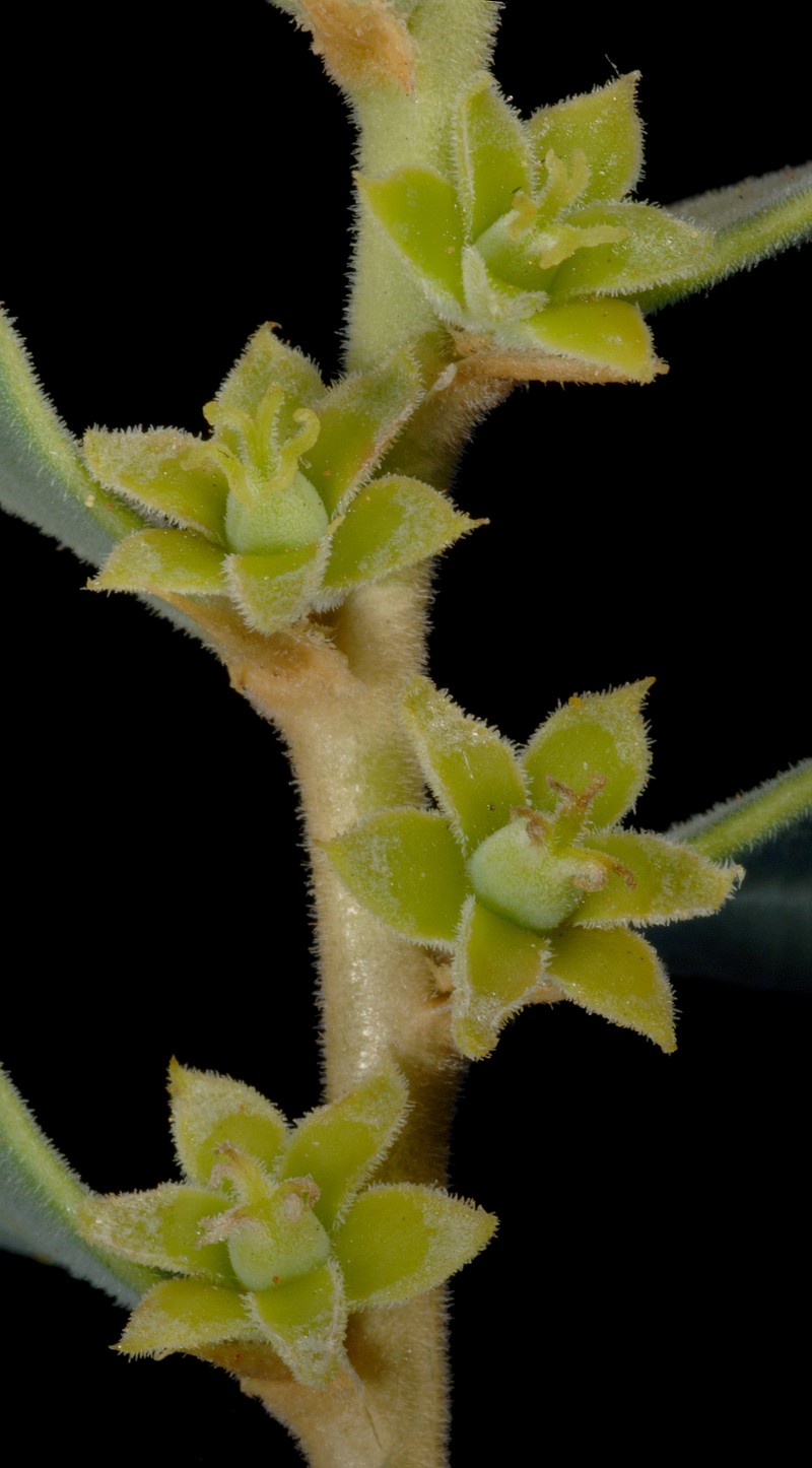 Synostemon arenosus