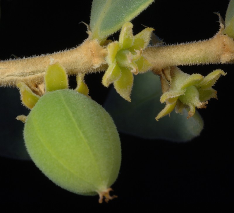Synostemon arenosus photo 3