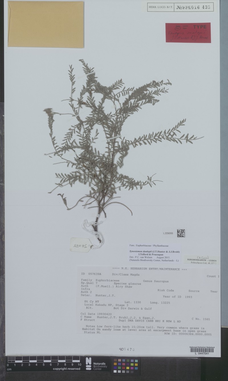 Synostemon dunlopii