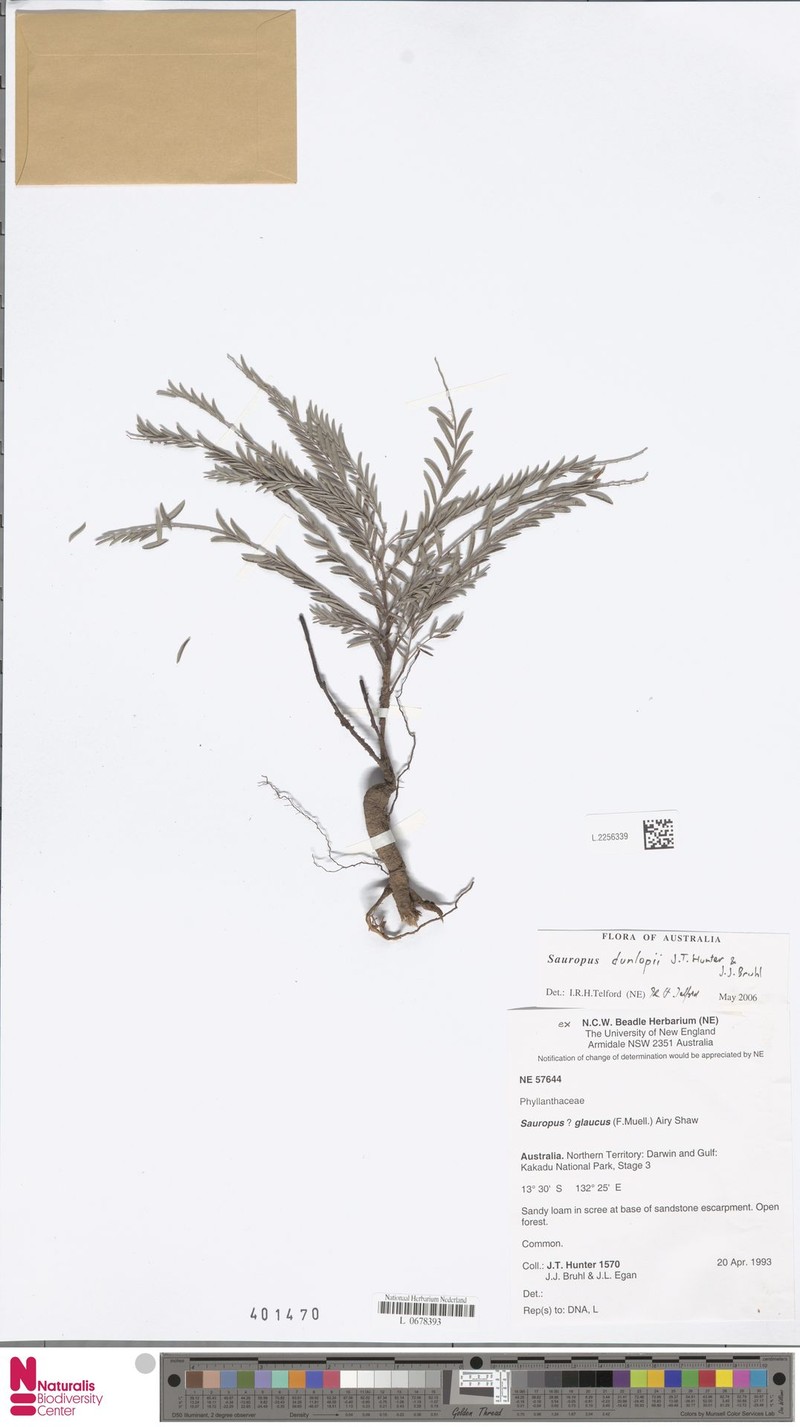 Synostemon dunlopii photo 2