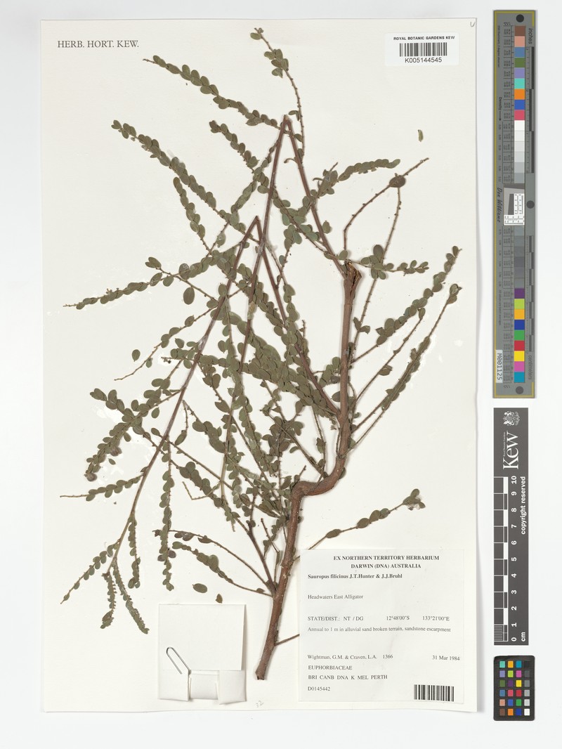 Synostemon filicinus