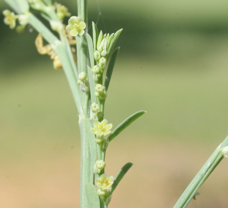 Synostemon hubbardii photo 2