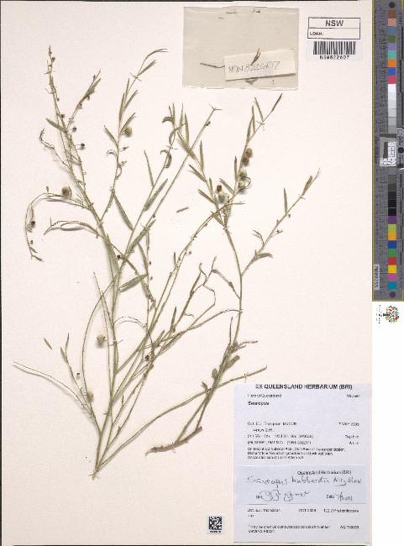 Synostemon hubbardii photo 3