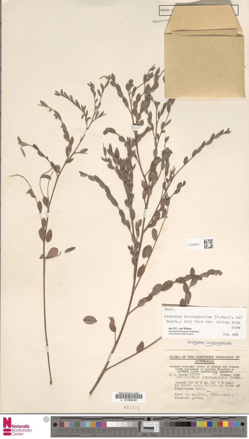 Synostemon kakadu
