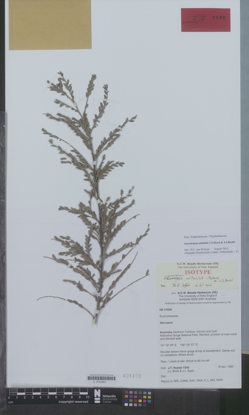 Synostemon nitmiluk