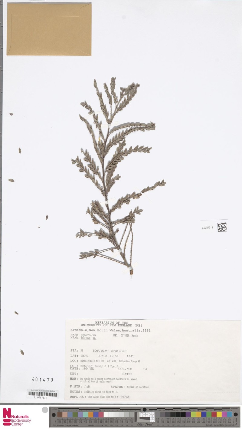 Synostemon nitmiluk photo 2