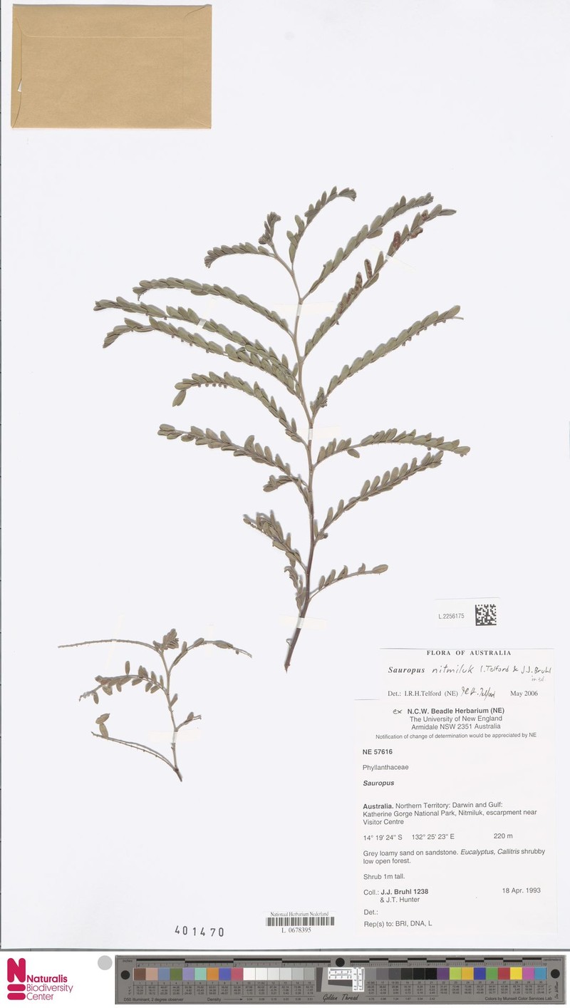 Synostemon nitmiluk photo 3