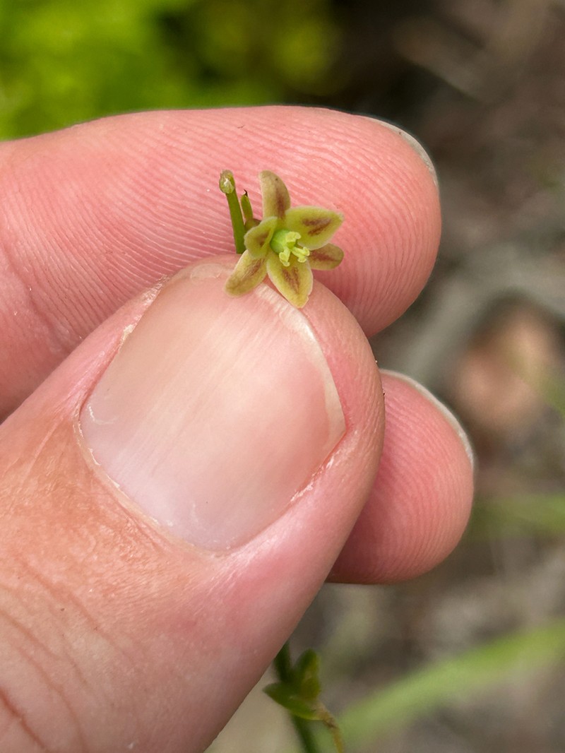Synostemon paucifolius