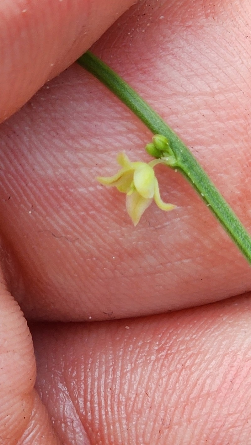 Synostemon paucifolius photo 2