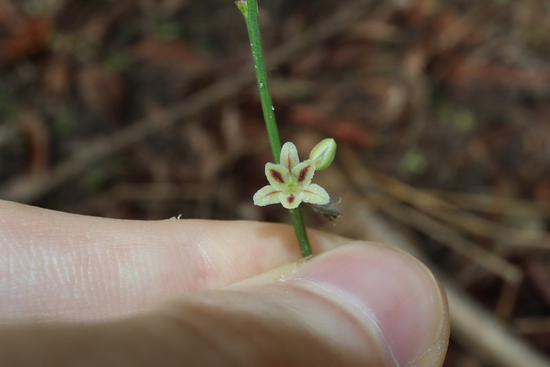 Synostemon paucifolius photo 4