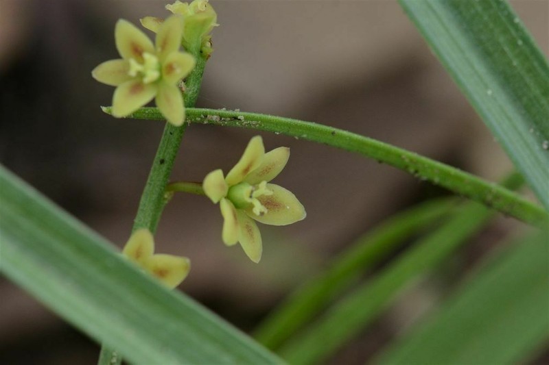 Synostemon paucifolius photo 6