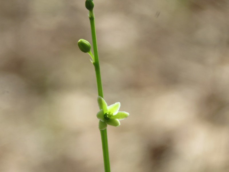 Synostemon paucifolius photo 7