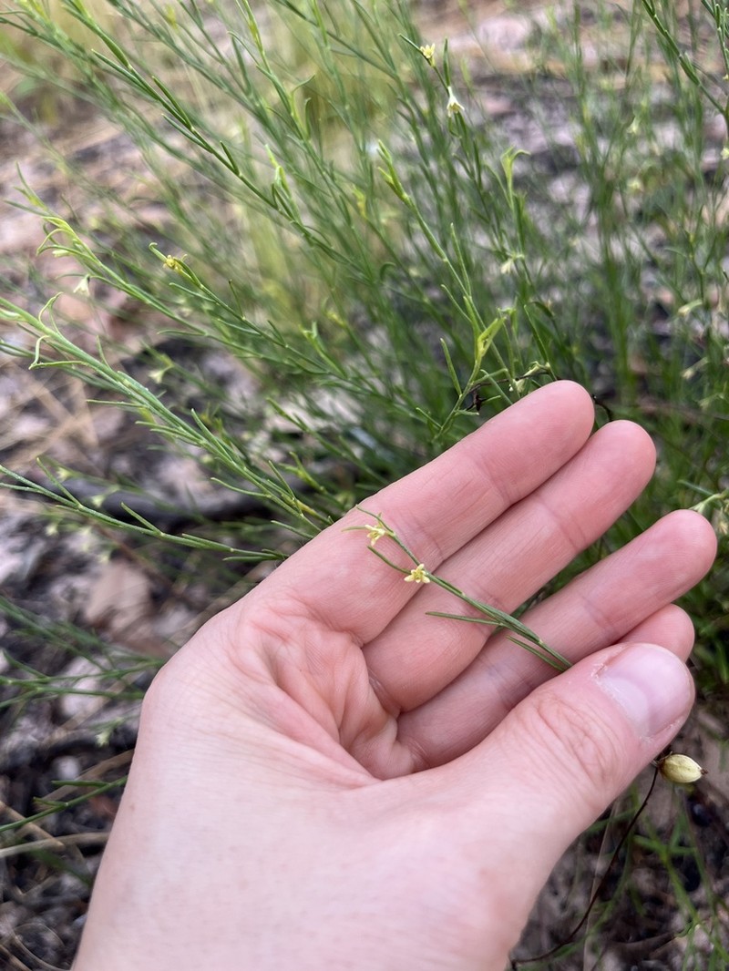 Synostemon pinifolius