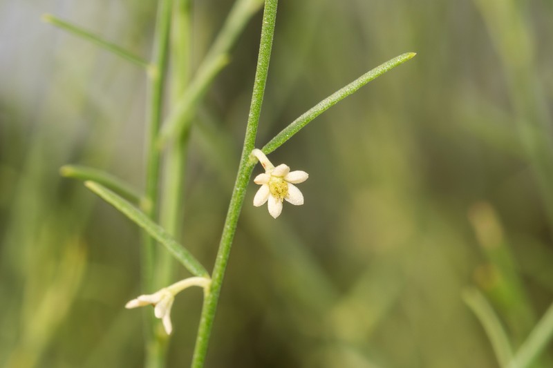 Synostemon pinifolius photo 2