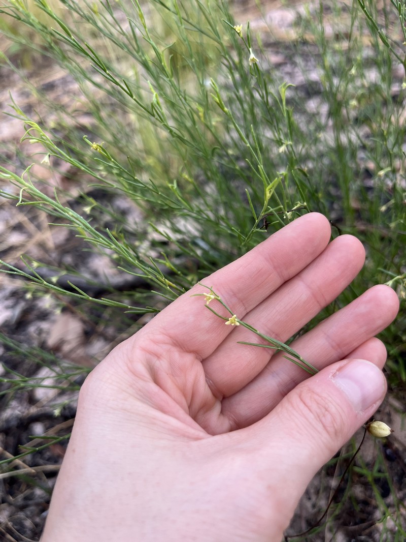 Synostemon pinifolius photo 3