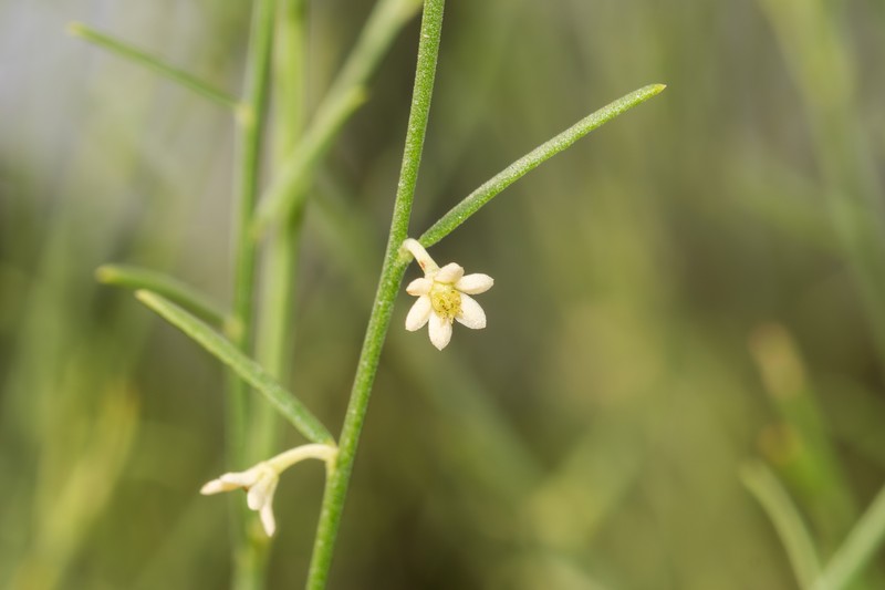 Synostemon pinifolius photo 4
