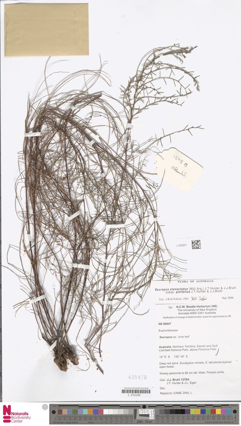 Synostemon pinifolius photo 5