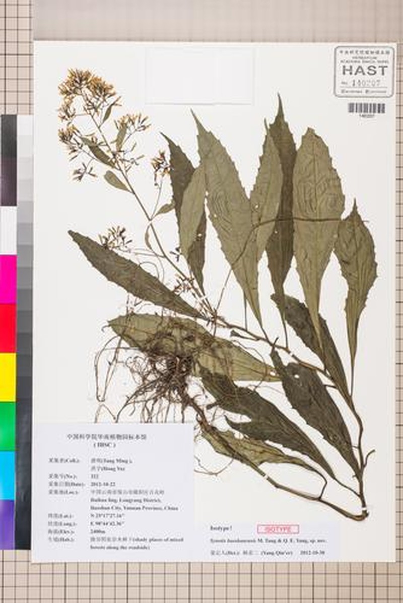 Synotis baoshanensis