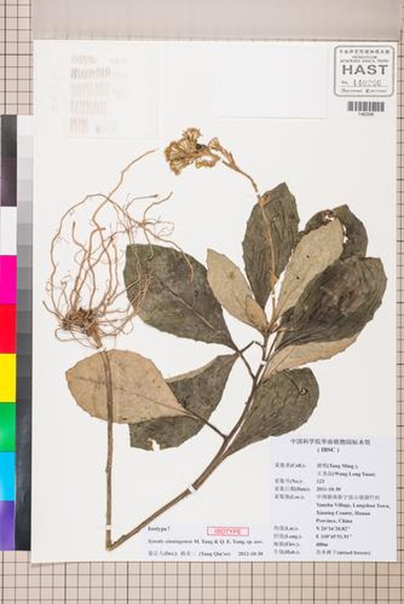 Synotis xinningensis
