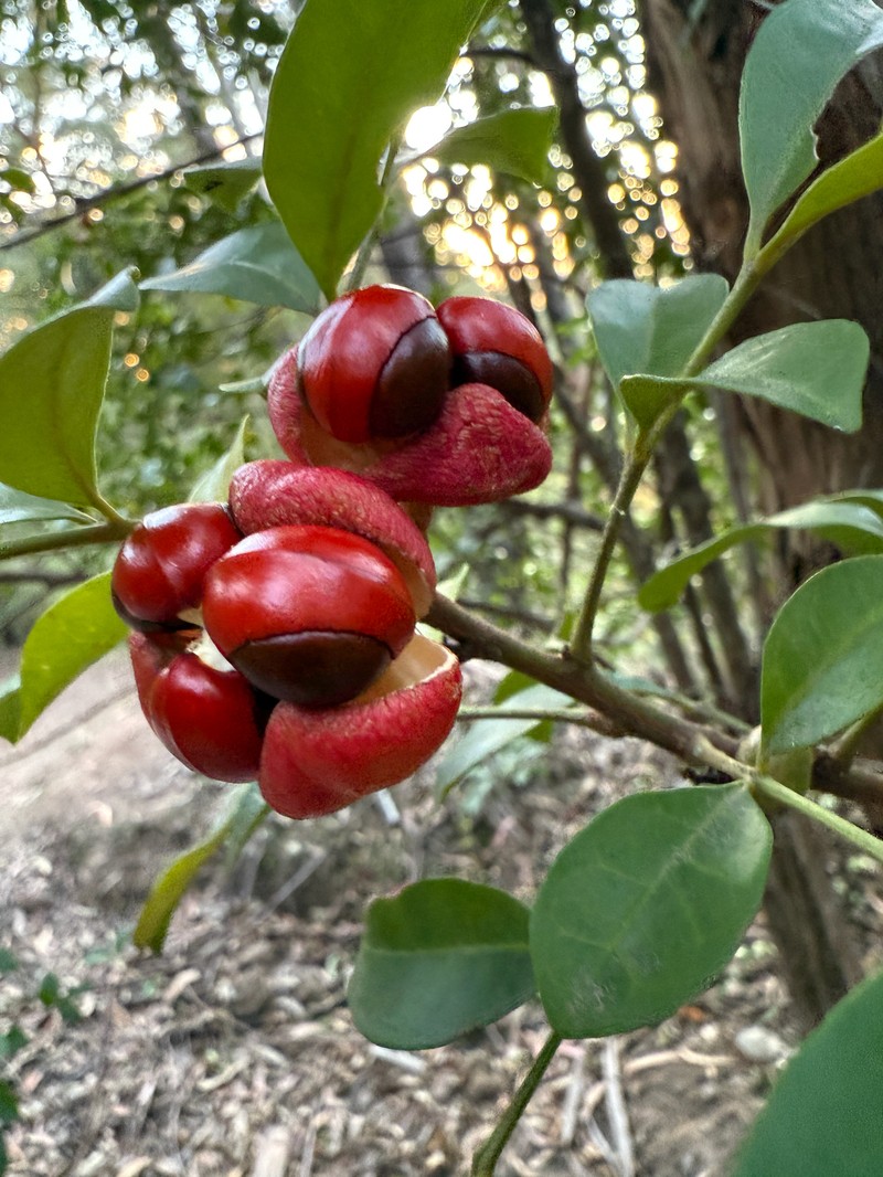 Synoum glandulosum subsp. glandulosum