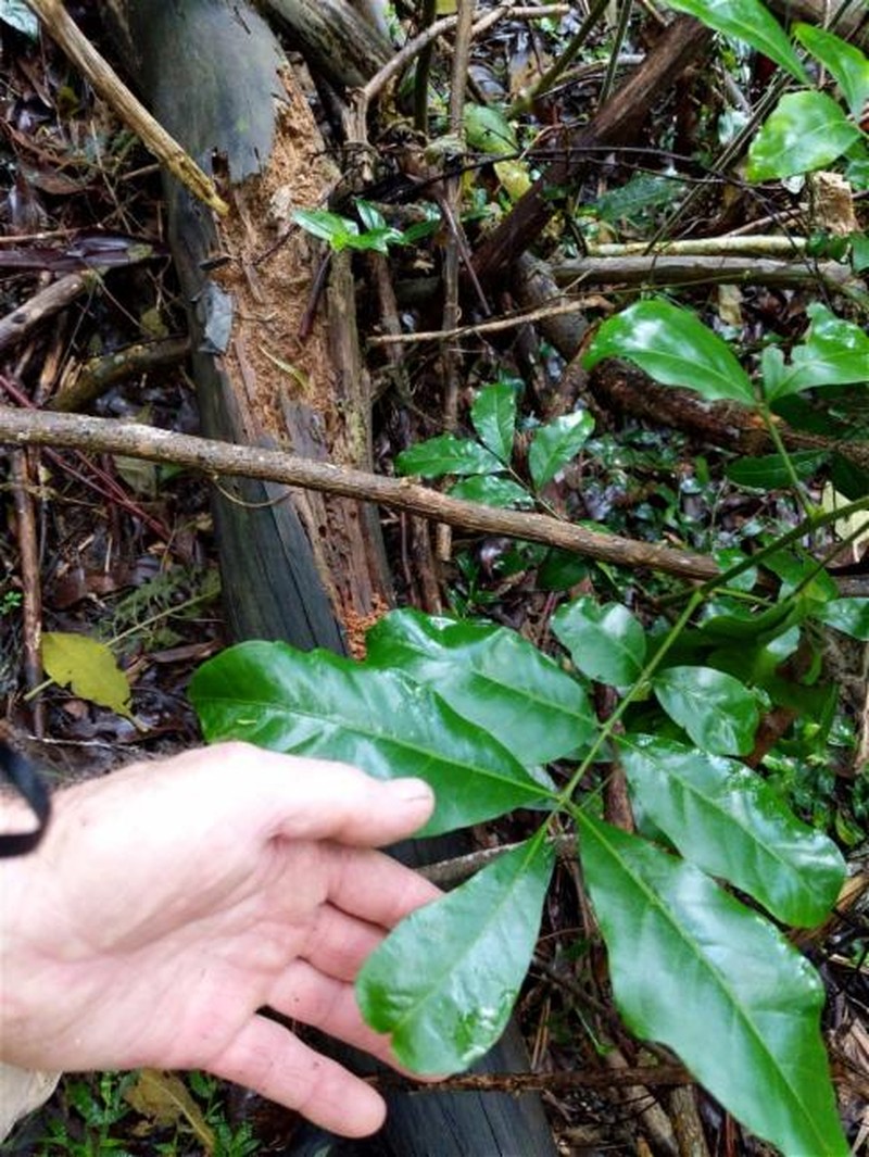 Synoum glandulosum subsp. glandulosum photo 2