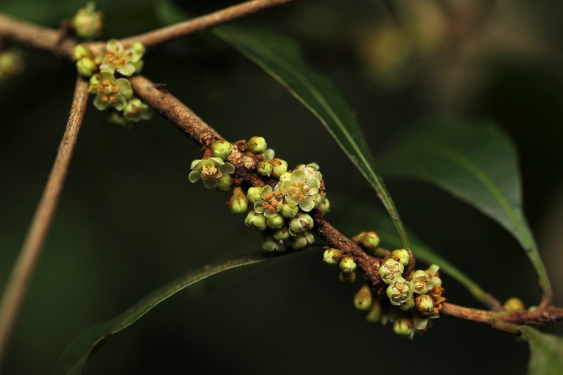 Synsepalum chimanimani