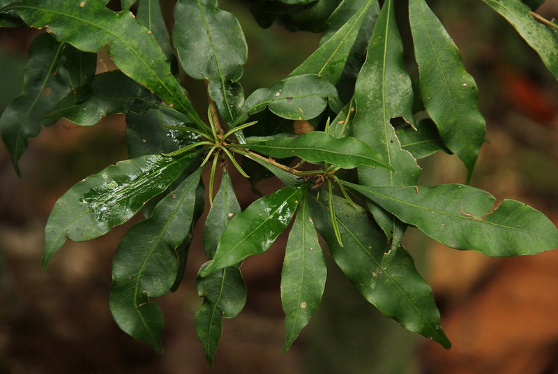 Synsepalum chimanimani photo 2