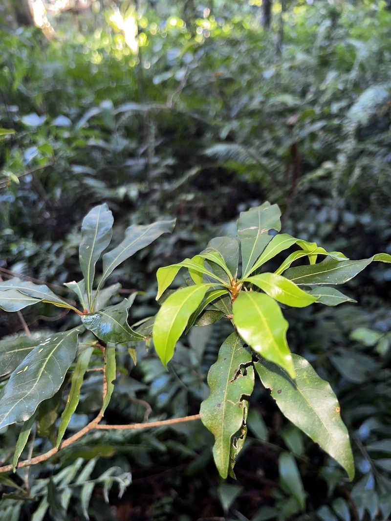 Synsepalum chimanimani photo 3