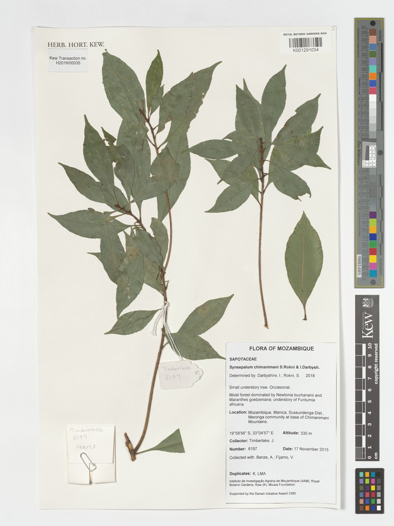 Synsepalum chimanimani photo 6