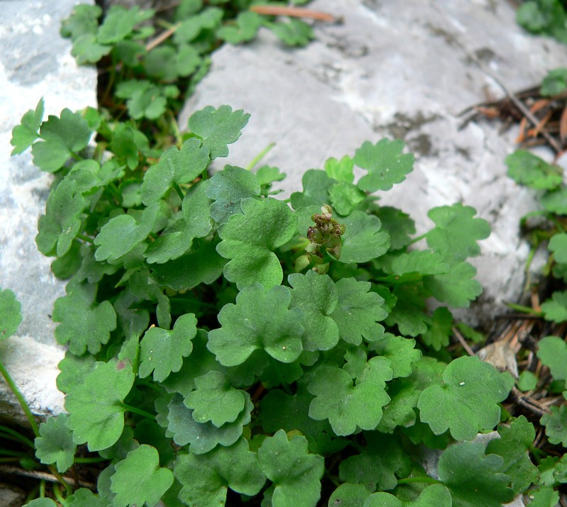 Charleston Mountain Kittentails photo 6