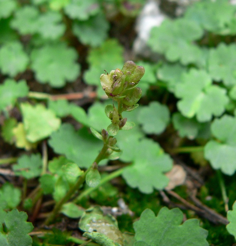 Charleston Mountain Kittentails photo 2