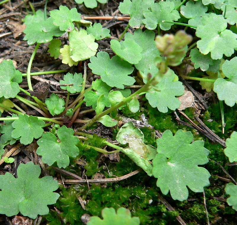Charleston Mountain Kittentails photo 3