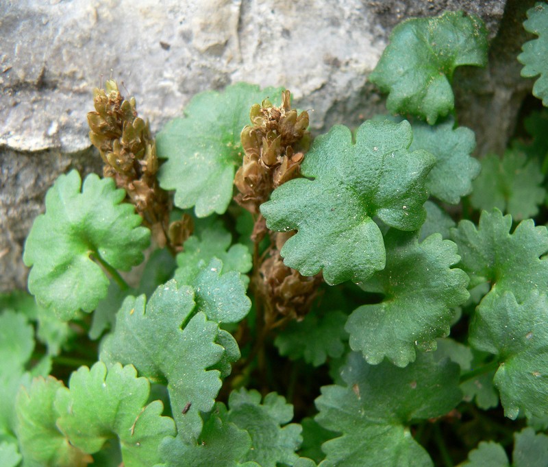 Charleston Mountain Kittentails photo 4
