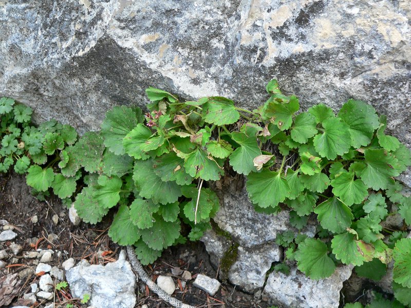 Charleston Mountain Kittentails photo 7
