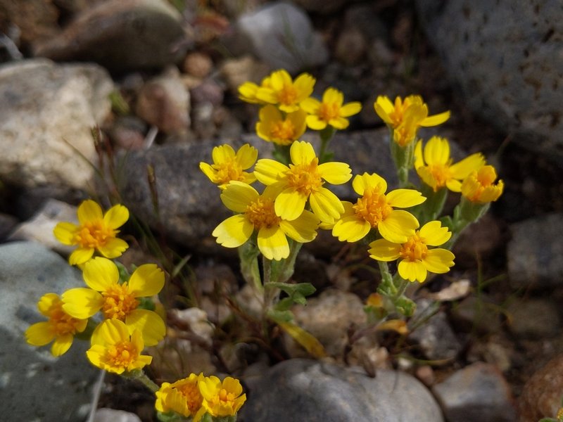 Yellowray Fremont's-Gold