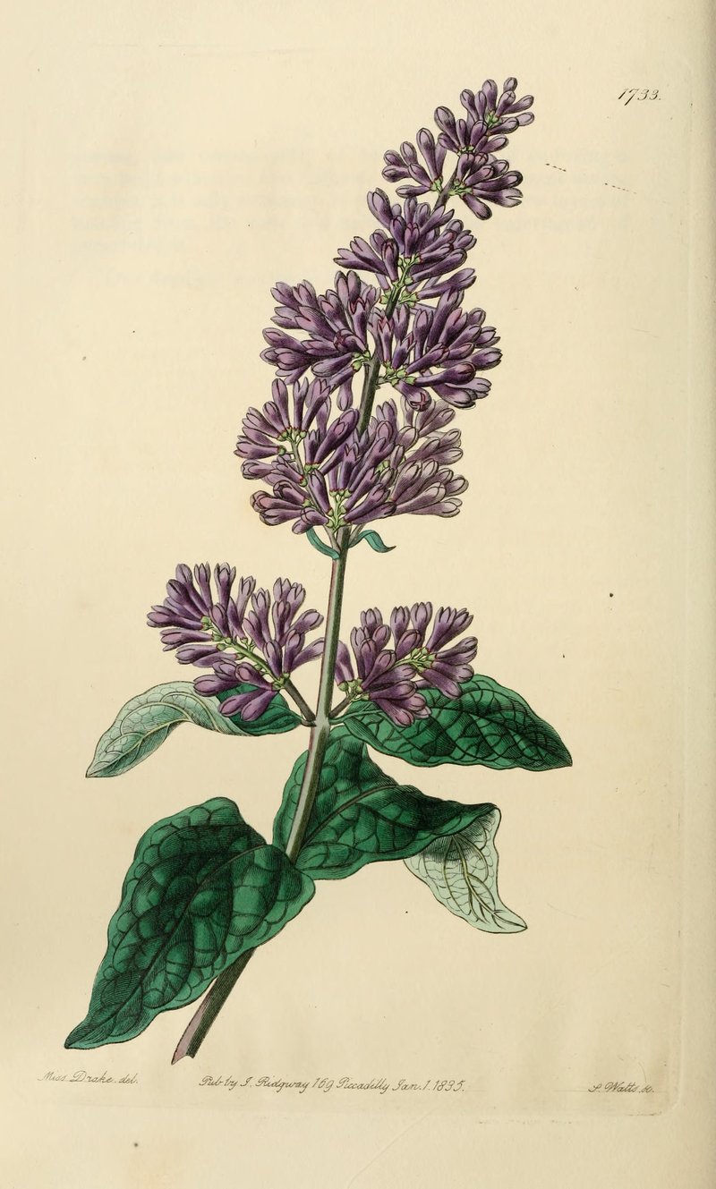 Hungarian Lilac
